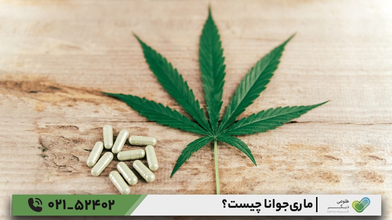 ماری‌جوانا چیست؟ مکانیسم اثر ماری‌جوانا
