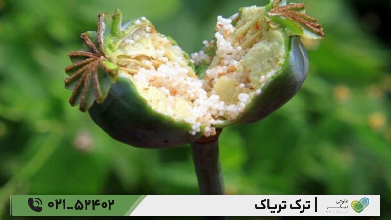 چگونه می‌توان علائم و عوارض ترک تریاک را مدیریت کرد؟
