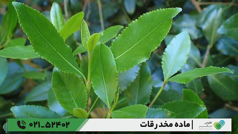 تاریخچه و منبع قات