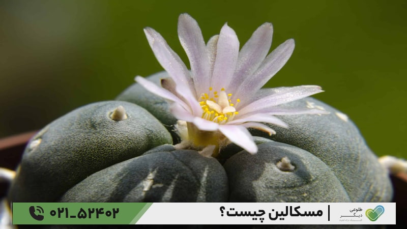 تاریخچه پیدایش مسکالین
