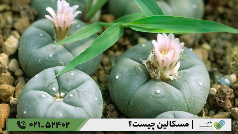 روش‌های ترک مسکالین