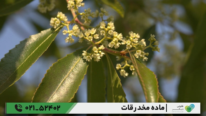 علائم اعتیاد به قات