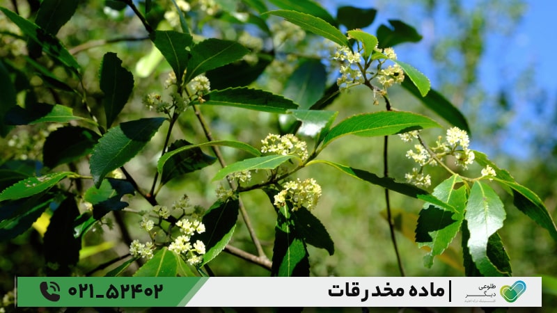 عوارض مصرف قات