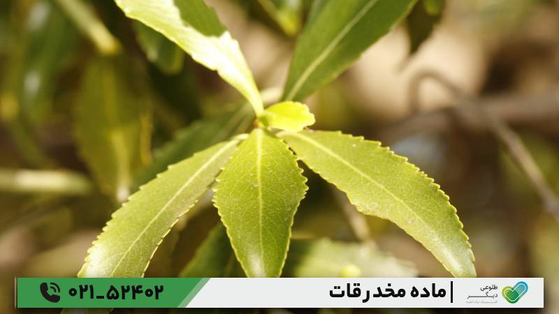 ماده مخدر قات