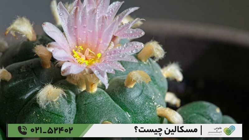 ماده مخدر مسکالین Mescaline چیست؟