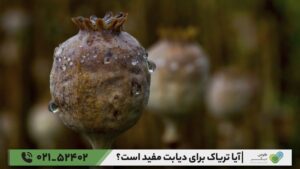 آیا تریاک برای دیابت مفید است؟
