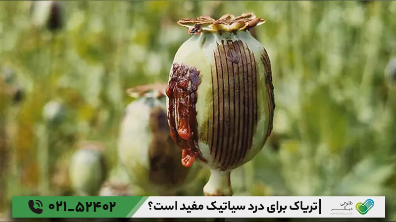 چرا مصرف تریاک برای سیاتیک یک اشتباه بزرگ و بسیار خطرناک است؟